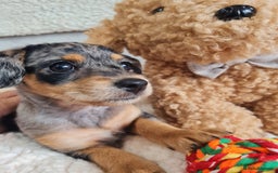 Chipoo dogs for sale: 4  Stunning chipoo puppies  - Image 6