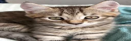 Mixed Breed cats for sale: British Shorthair Cross Kittens – GCCF Mum - Advert 16