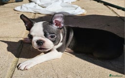 Boston Terrier dogs for sale: REDUCED!! Boston terriers DELIVERY!. - Image 9