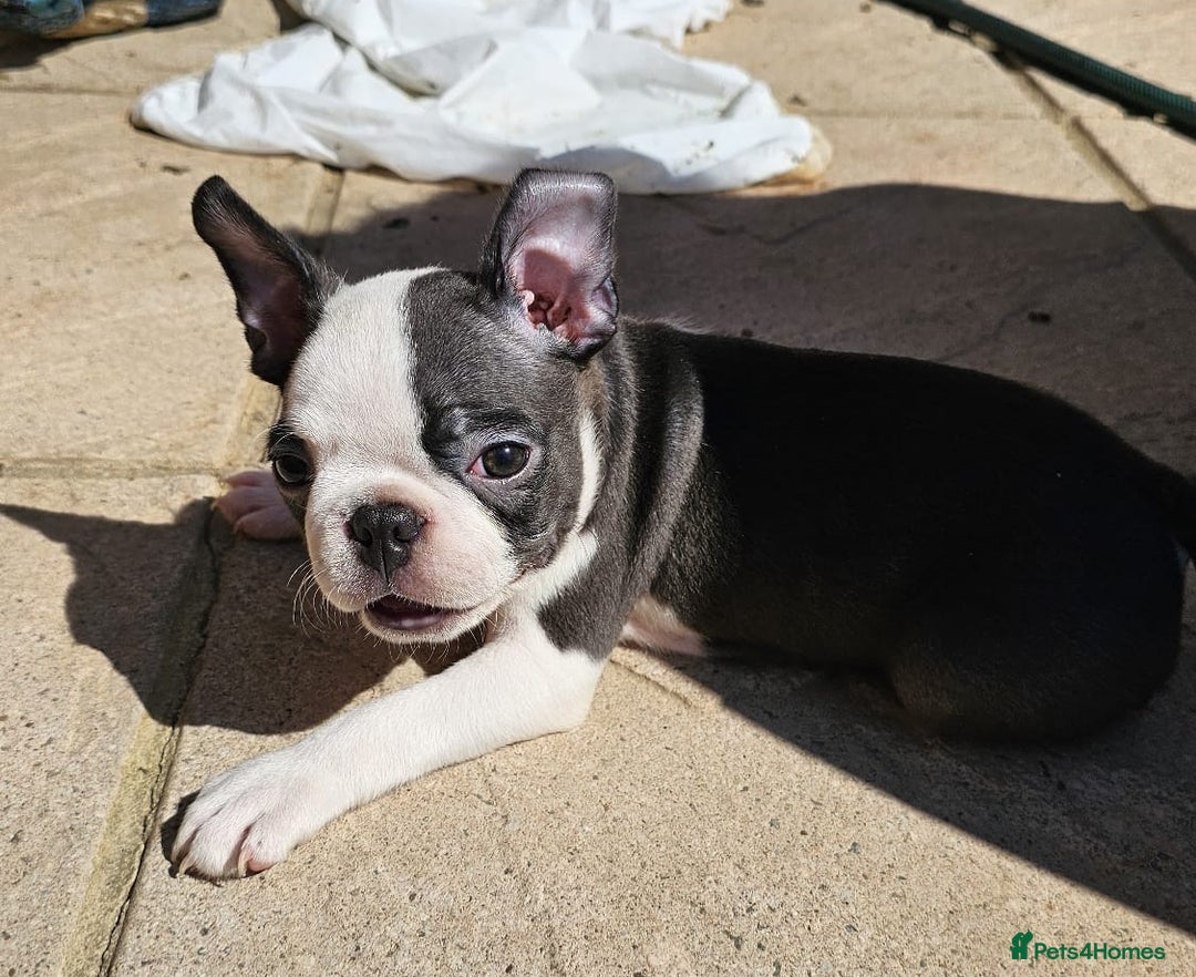Boston Terrier dogs for sale: REDUCED!! Boston terriers DELIVERY!. - Image 9