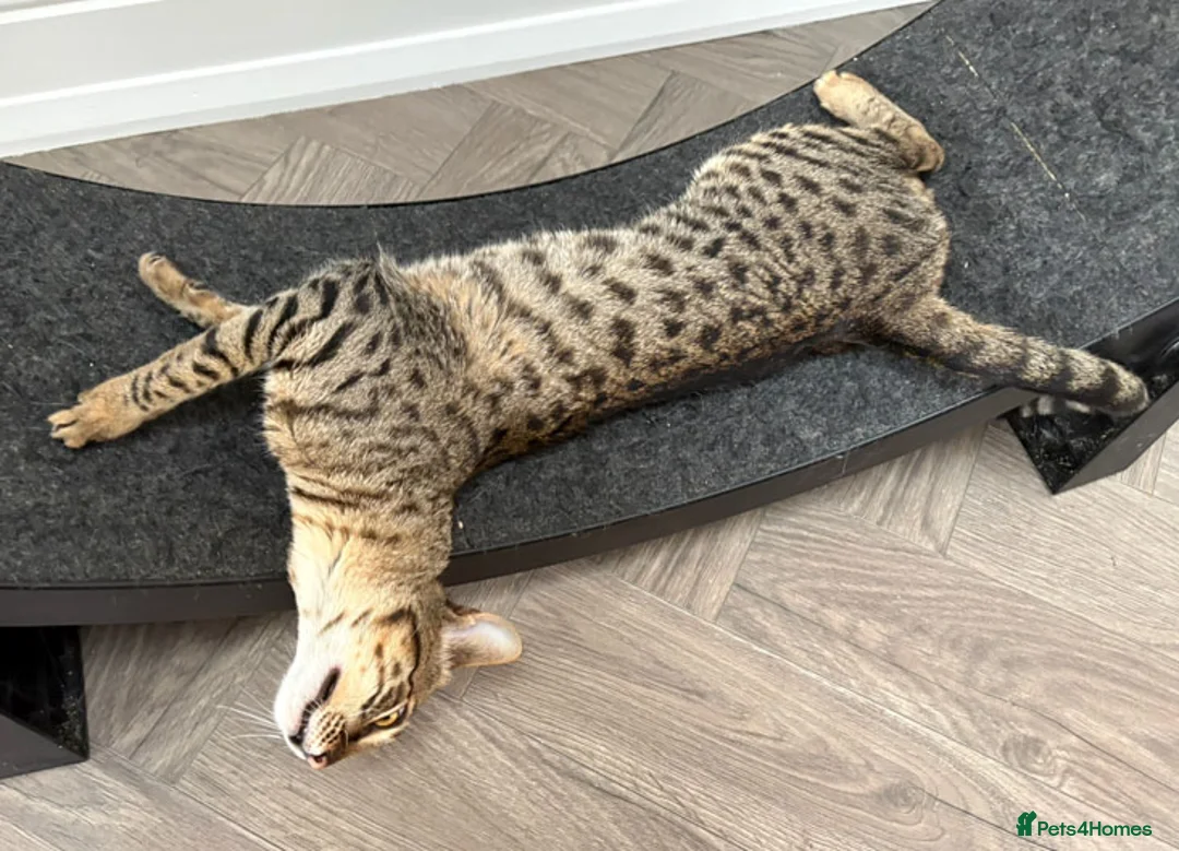 Savannah cats for sale: Sittingpretty Shyler F5 SBT Savannah female - Advert 2