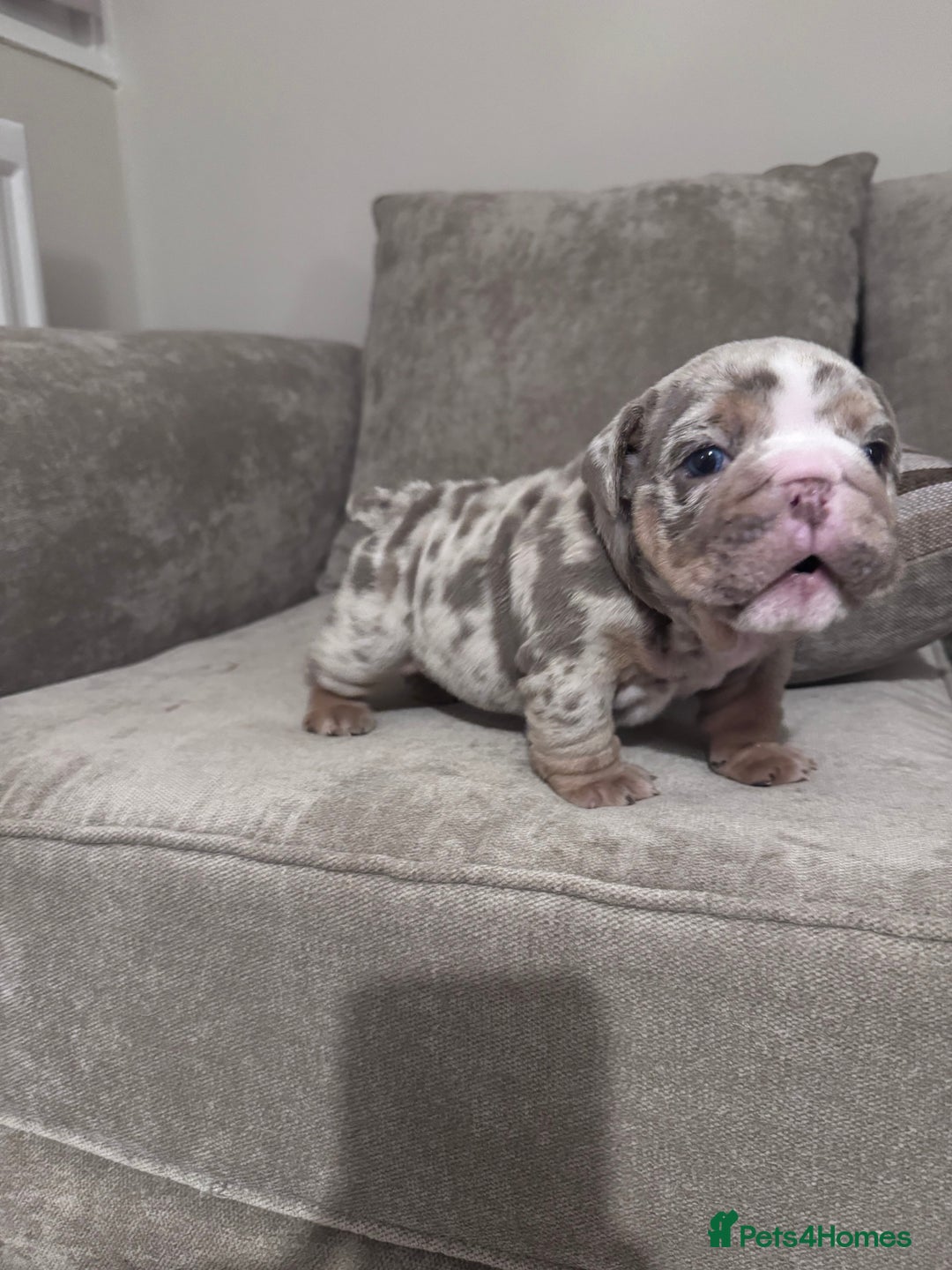 English Bulldog dogs for sale: English Bulldogs ready to leave 10/12/25  - Advert 26