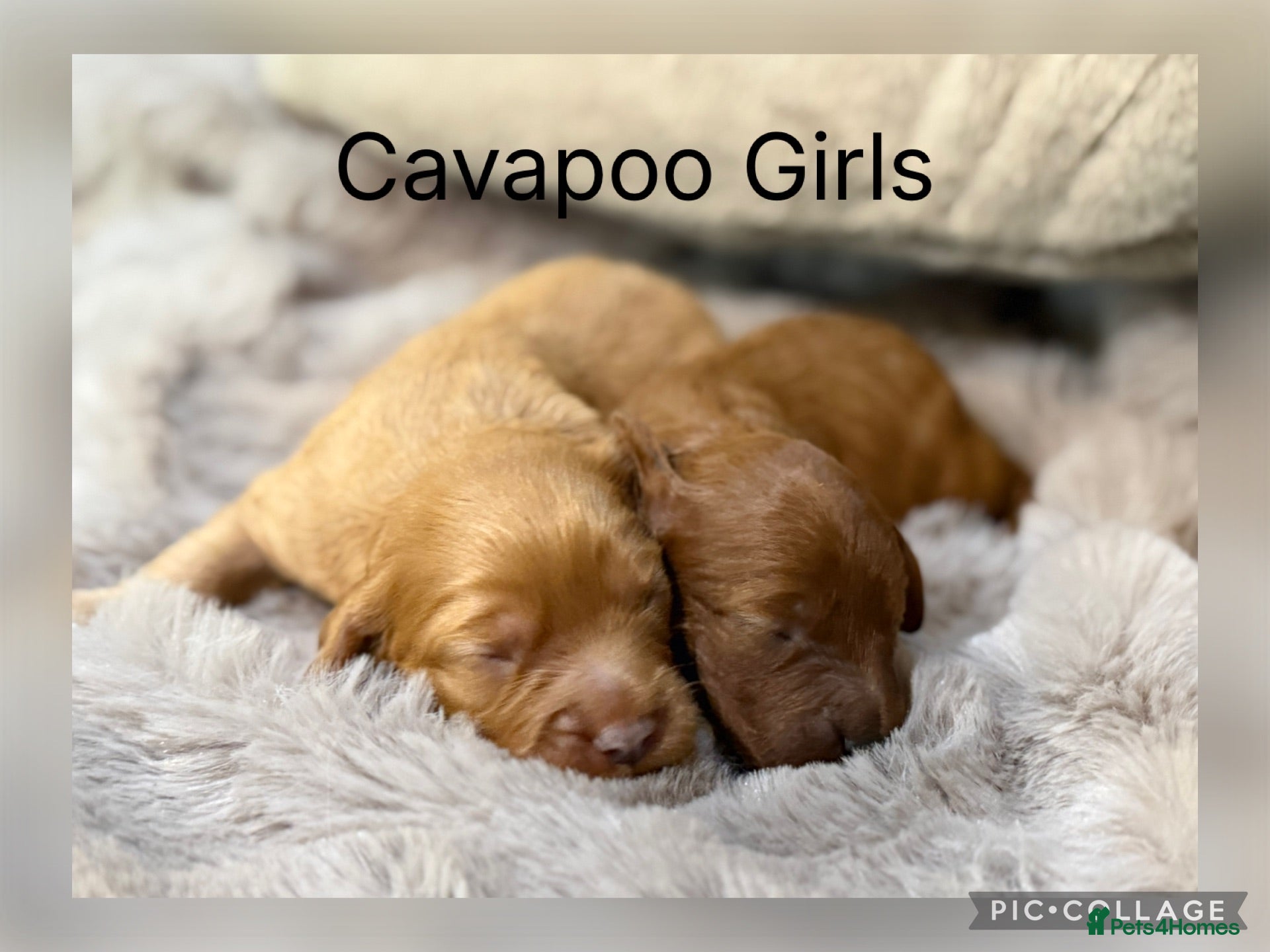 Cavapoo dogs Stunning coloured F1 Cavapoo’s - Advert 2