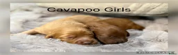 Cavapoo dogs for sale: Stunning coloured F1 Cavapoo’s - Advert 2