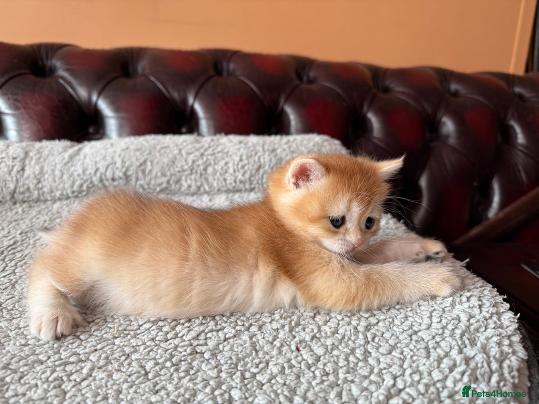 British Shorthair cats for sale: Ready 2 lovely girls AY12 and NY12 / Corin - Image 16