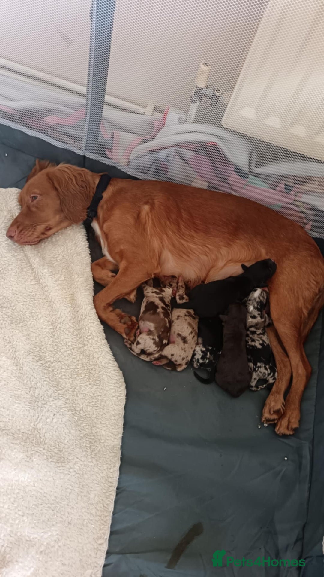 Cocker Spaniel dogs for sale: Cocker spaniel puppies - Image 2