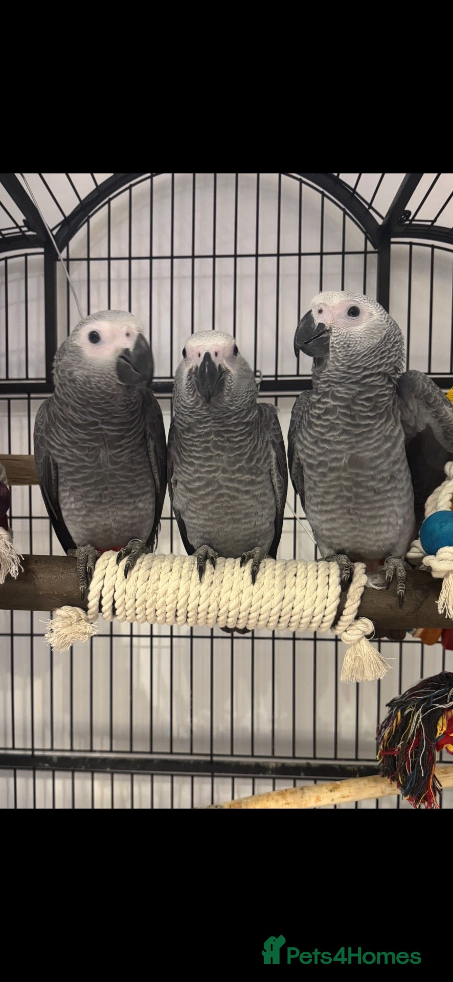 Parrots birds Beautiful african greys ready now  - Advert 1