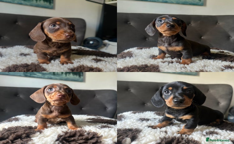 Miniature Dachshund dogs - Advert 1
