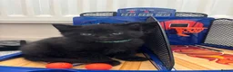 Mixed Breed cats for sale: Black kittens in Taunton - Advert 5