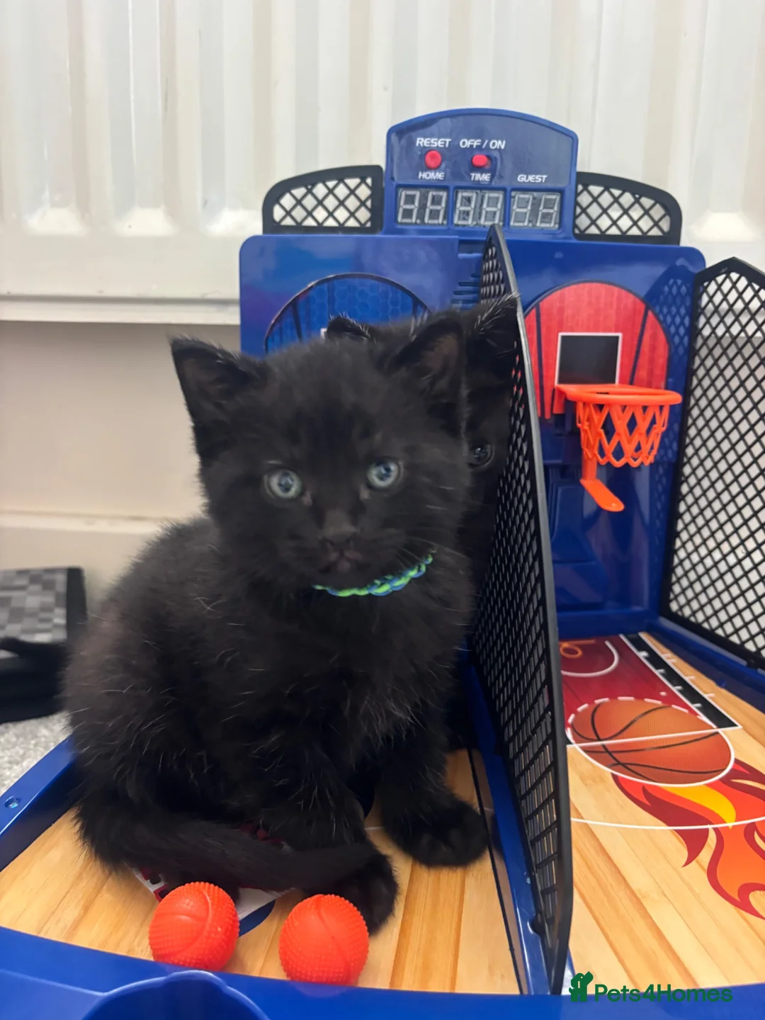 Mixed Breed cats for sale: Black kittens in Taunton - Advert 5
