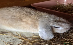 Mini Lop rabbits for sale: Male mini lop  - Image 3
