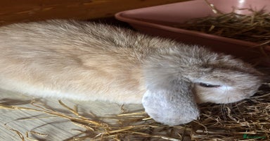 Mini Lop rabbits - Advert 12