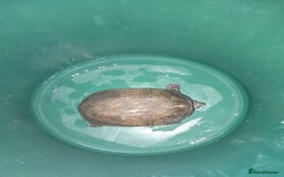 Turtle reptiles for sale: Free musk turtle  - Image 1