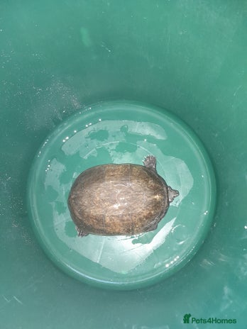 Turtle reptiles - Advert 1