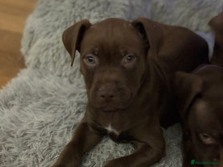 American Bull Staffy dogs Staffy Bull Puppies - Advert 5