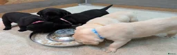 Labrador Retriever dogs for sale: 🐾 Labrador Pups 🐾 - Advert 14