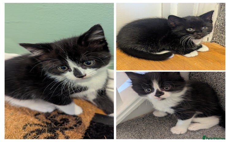 Mixed Breed cats - Advert 3