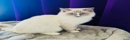 Ragdoll cats for sale: 💙 Beautiful Ragdoll blizzard  - Advert 2
