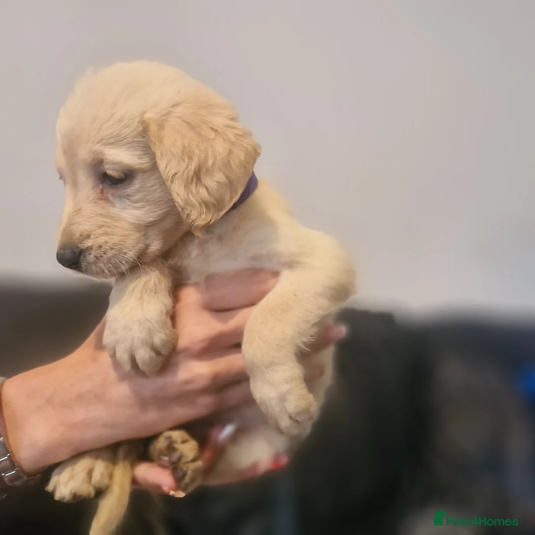 Labradoodle dogs for sale: Labradoodles  - Advert 1