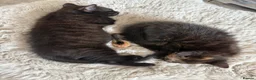 Domestic Shorthair cats for sale: 3 pretty little kittens *1 Male*2 Female* - Advert 7