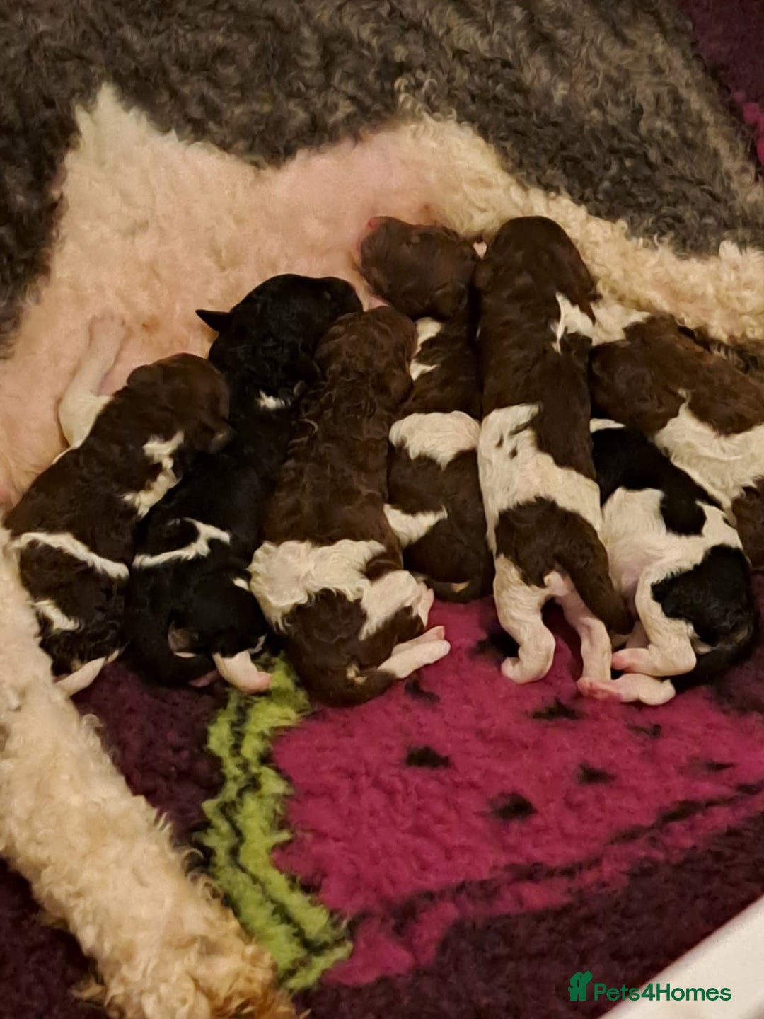 Standard Poodle dogs for sale: Beautiful KC registered parti tris - Advert 24