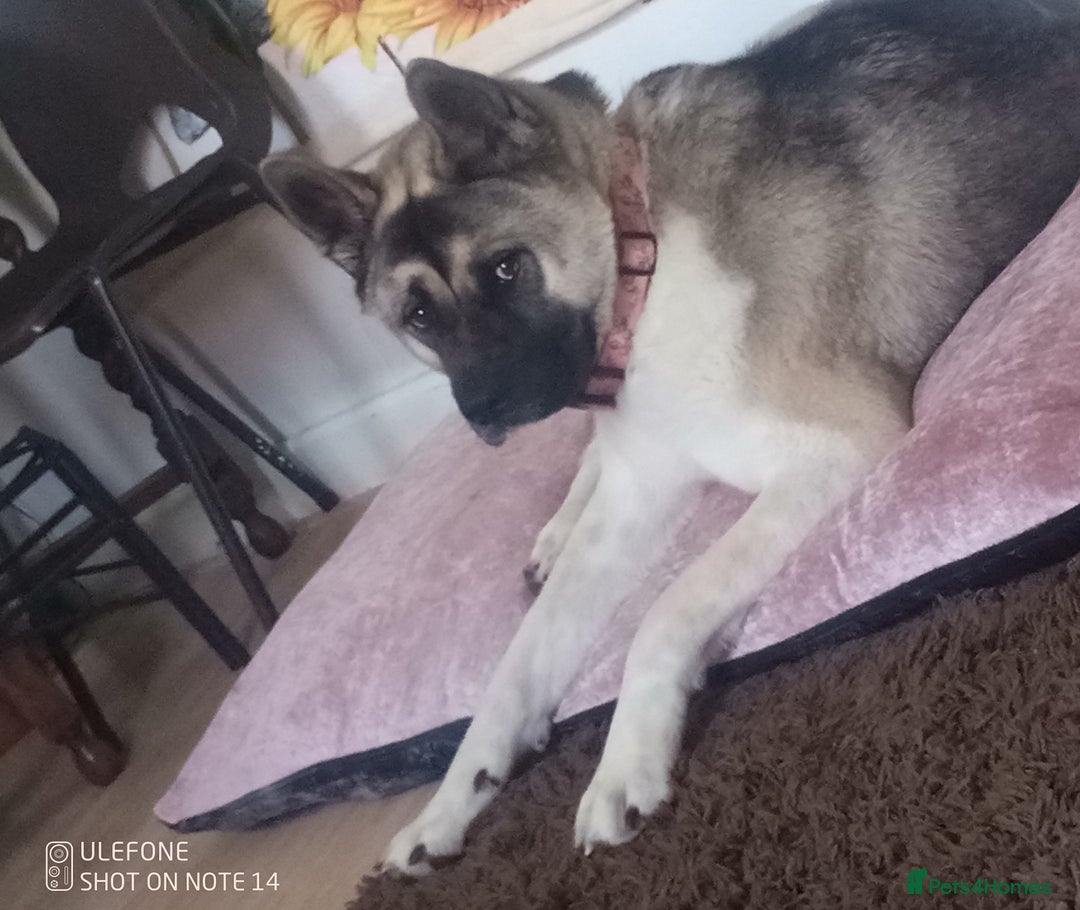 Akita dogs for sale: Gorgeous friendly girl needs new home  - Image 2