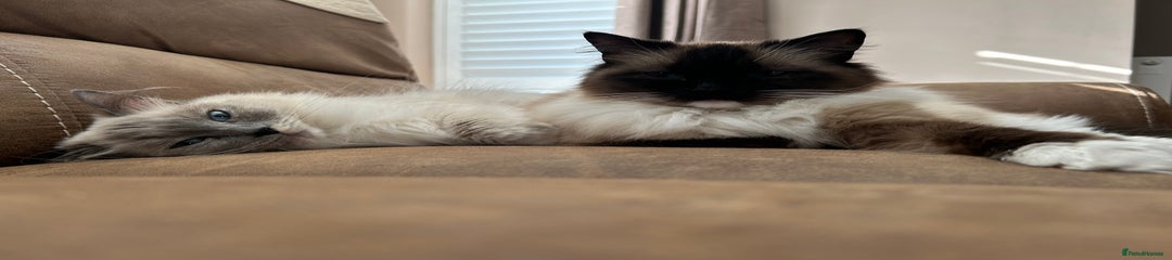 Ragdolls