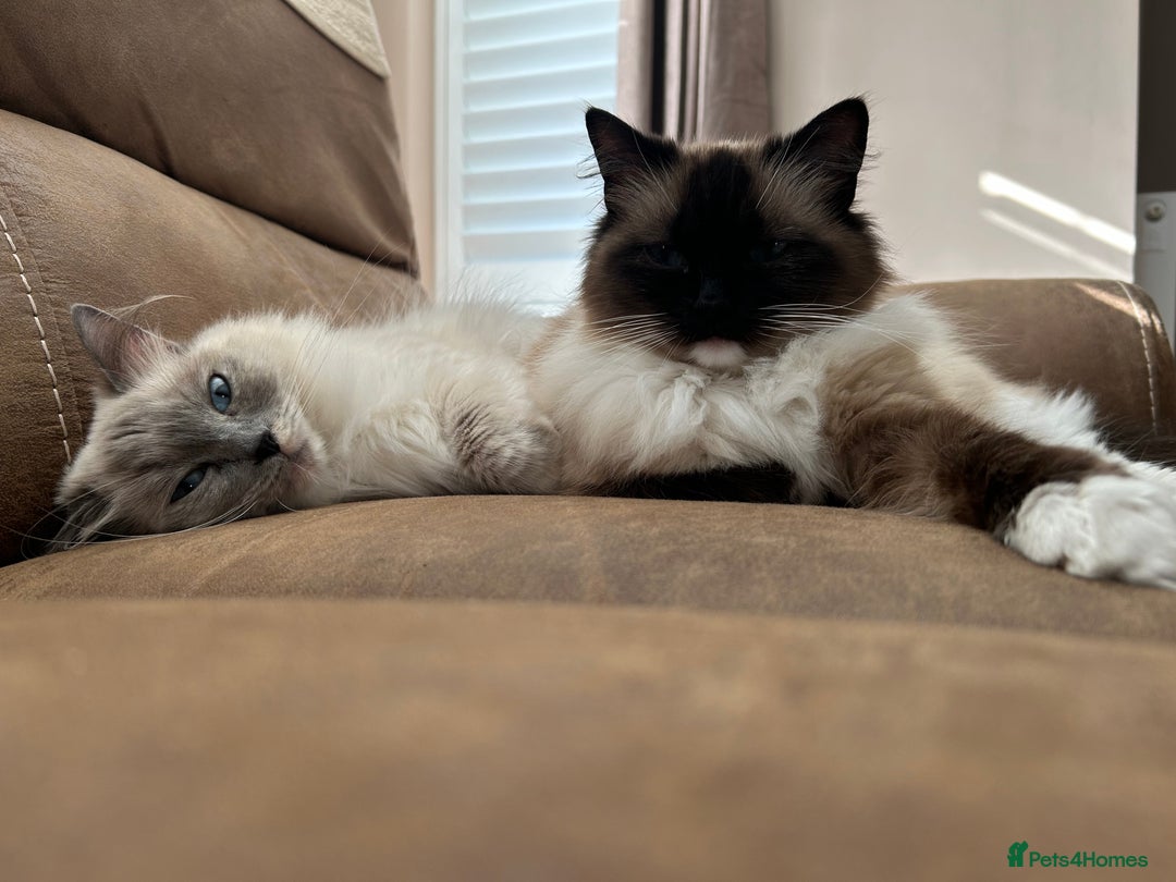 Ragdoll cats for sale: Very friendly fluffy girls - Image 3