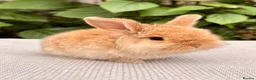 Mini Lop rabbits for sale: Mini Lop Baby 🌸 - Advert 5