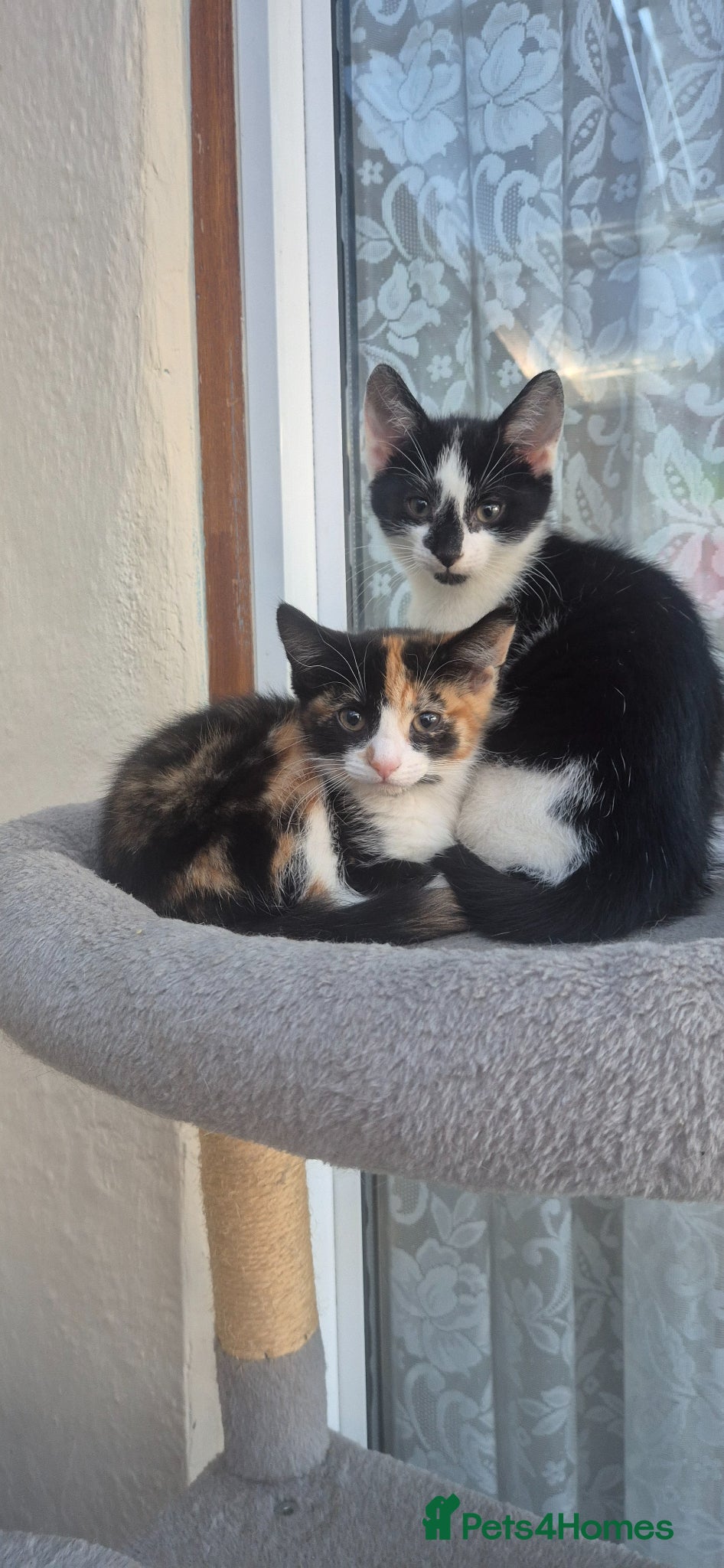 Mixed Breed cats Gorgeous kittens - Advert 2