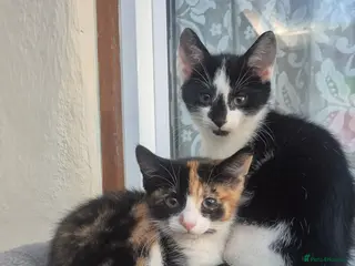 Mixed Breed cats Gorgeous kittens - Advert 1