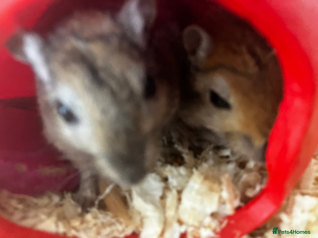 Gerbil rodents for sale: 2 female gerbils by blood sisters  - Advert 14