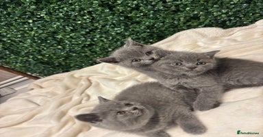 British Shorthair cats - Advert 13