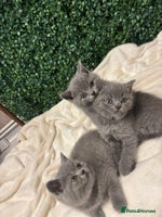British Shorthair cats - Advert 12