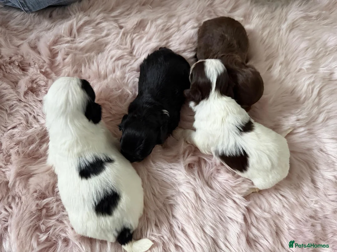 Lhasapoo dogs for sale: Lhasapoo  - Advert 1