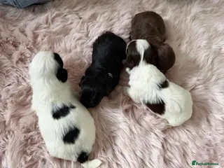 Lhasapoo dogs Lhasapoo - Advert 2