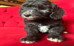 Sheepadoodle dogs for sale: Medium Sheepadoodle Puppies Available  - Advert 3
