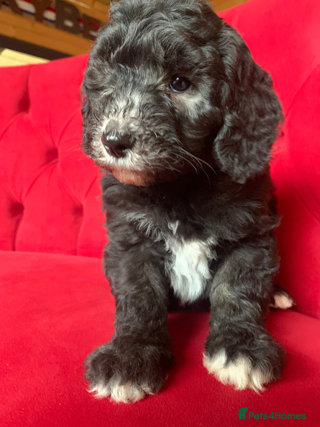 Sheepadoodle dogs for sale: Medium Sheepadoodle Puppies Available  - Advert 3