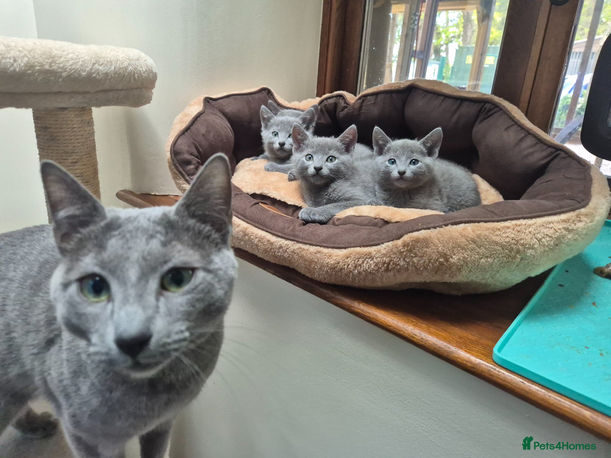 Russian Blue cats Russian Blue Kittens Loving Homes Only TICA Reg - Advert 2