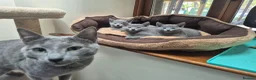 Russian Blue cats for sale: Russian Blue Kittens Loving Homes Only TICA Reg - Advert 5