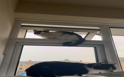 Domestic Shorthair cats for sale: Sylvester and lola - Image 4