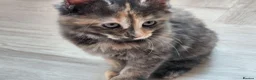 Mixed Breed cats for sale: Polydactyl Brindle Kitten - Advert 4