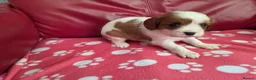 Mixed Breed dogs for sale: Cavapoo f1b - Advert 9