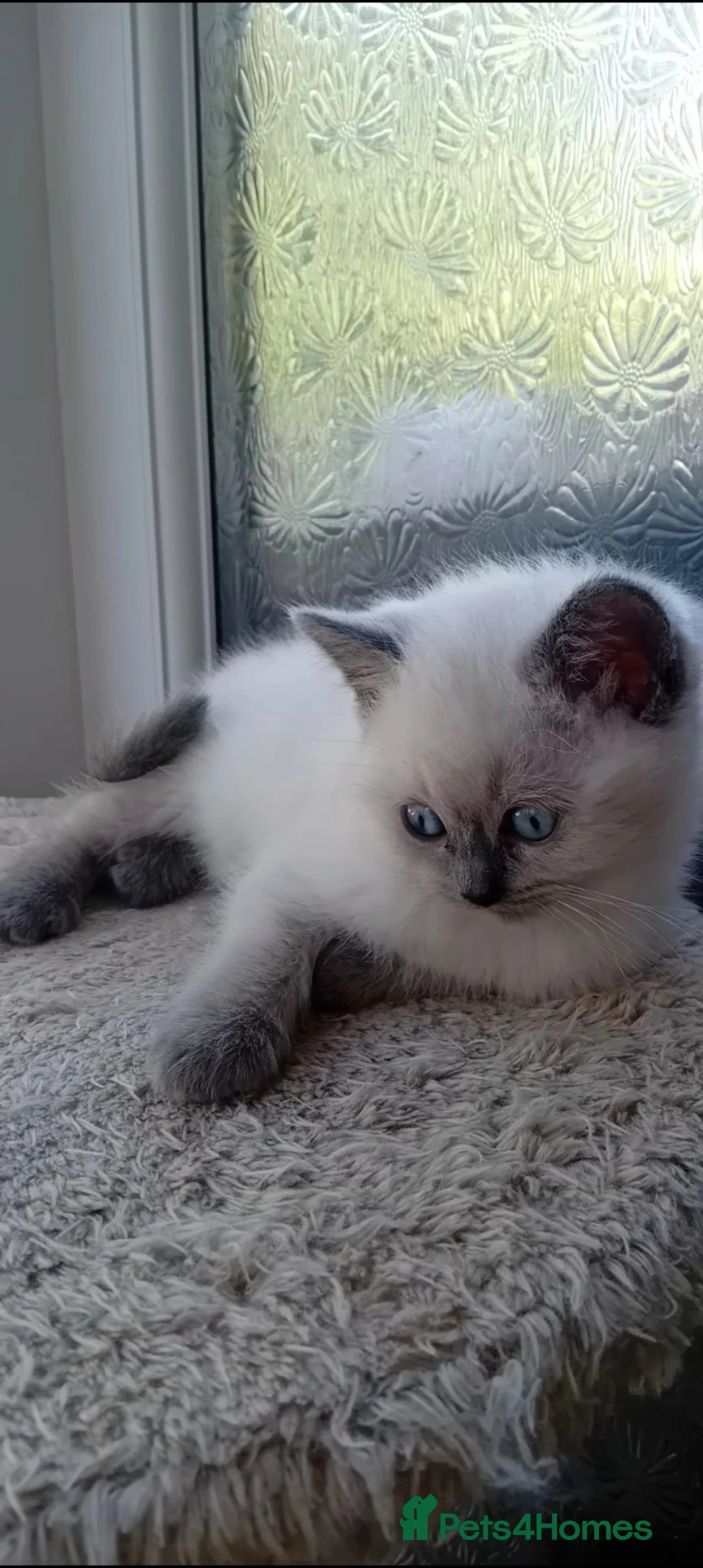 Mixed Breed cats for sale: Ragdoll cros British Blue  - Advert 1