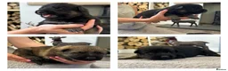 German Shepherd dogs for sale: Stunning KC Registered German Shepherd Puppies   - Advert 12