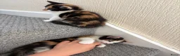 Mixed Breed cats for sale: Female Calico Kitten - Advert 7