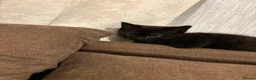 Domestic Shorthair cats for sale: black kitten for sale in Reading - Advert 5