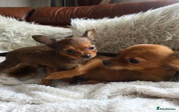 Russian Toy Terrier dogs for sale: Russian Toy Puppies  - Image 4