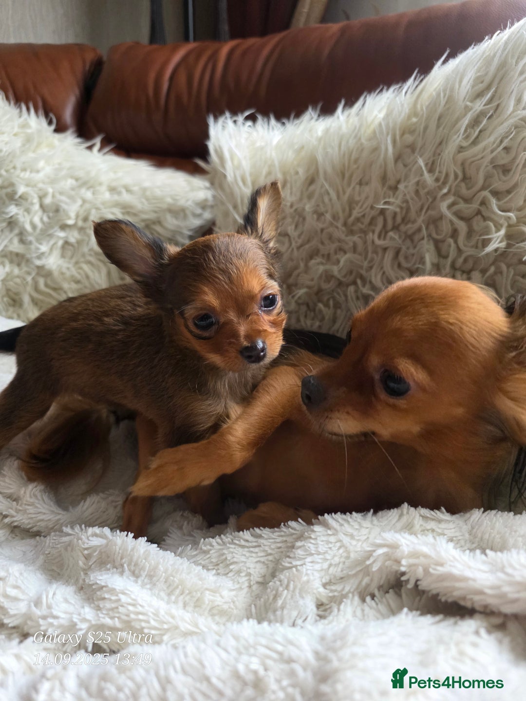 Russian Toy Terrier dogs for sale: Russian Toy Puppies  - Image 4