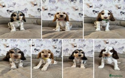 Cocker Spaniel dogs for sale: Beautiful show litter Cockers ready now - Image 1